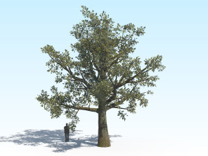 oak 03 3D Модель