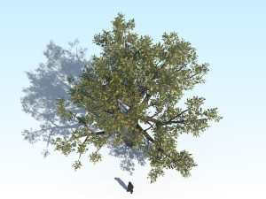 oak 03 3D Модель