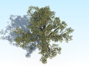 oak 03 3D Модель