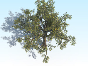 oak 03 3D Модель