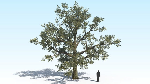 oak 04 Modelo 3D .c4d .max .obj .3ds .fbx .stl .blend 