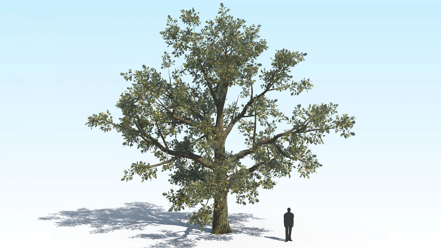 oak 04 3D Model .c4d .max .obj .3ds .fbx .stl .blend 