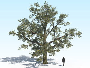 oak 04 3D Модель
