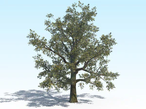 oak 04 3D Model