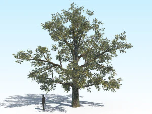 oak 04 3D Model
