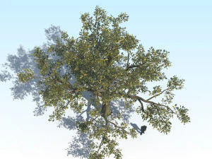 oak 04 3D Model