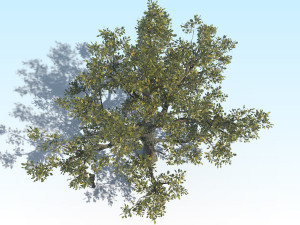 oak 04 Modelo 3D
