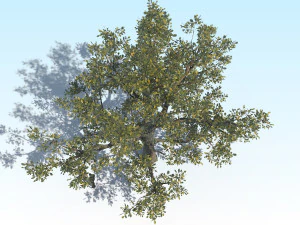 oak 04 3D Model