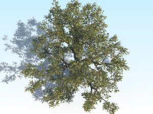 oak 04 3D Model