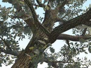 oak 04 3D Model