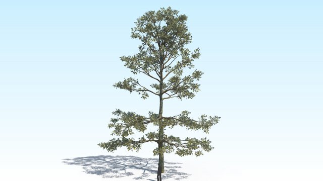 oak 05 3D Model .c4d .max .obj .3ds .fbx .stl .blend 