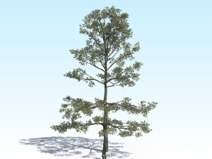 oak 05 Modèle 3D