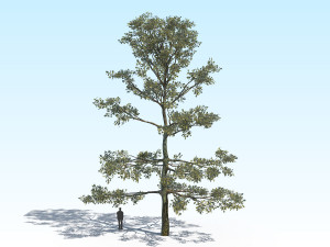 oak 05 3D Model
