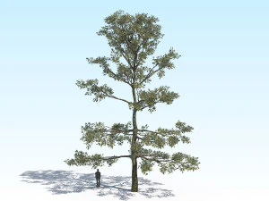 quercia 05 Modello 3D