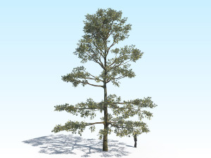 oak 05 3D Model