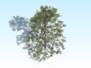oak 05 3D Model