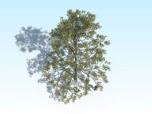 quercia 05 Modello 3D