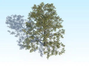 quercia 05 Modello 3D