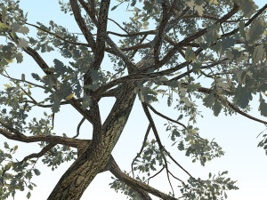 oak 05 3D Model