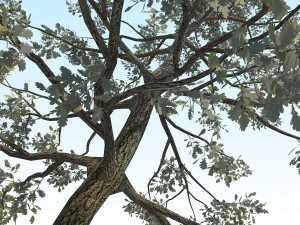 quercia 05 Modello 3D