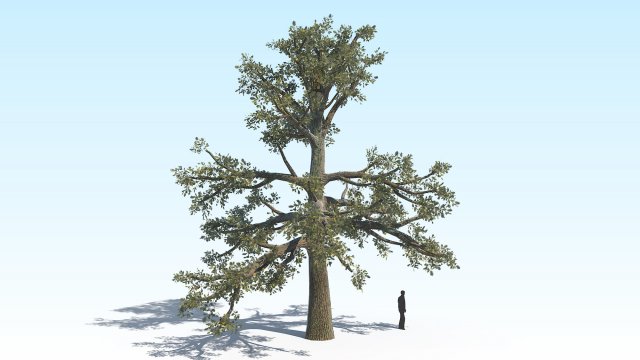 oak 06 3D Модель .c4d .max .obj .3ds .fbx .stl .blend 