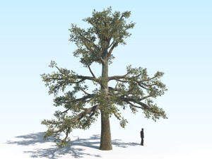 oak 06 3D Model