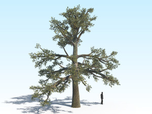 oak 06 3D Модель