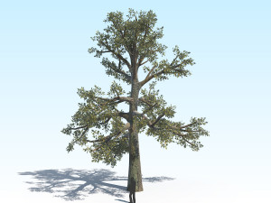 oak 06 3D Модель