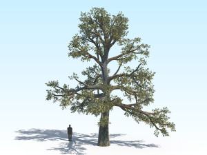 oak 06 3D Модель