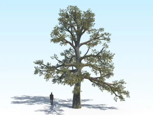 oak 06 3D Model
