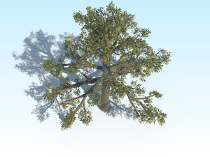 oak 06 3D Модель