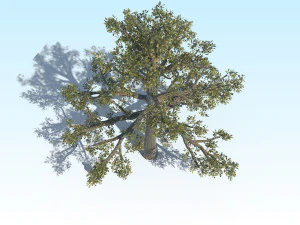 oak 06 3D Model