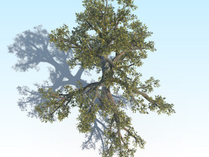 oak 06 3D Модель