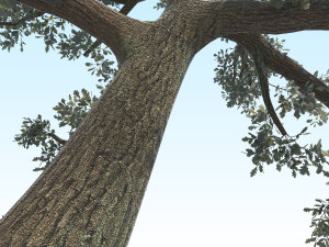 oak 06 3D Модель