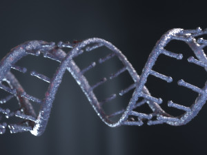 DNA 3D-Modell