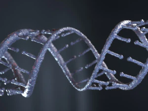 DNA 3D Model