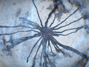 Cell Mutation 3D Модель
