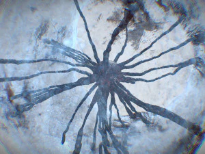 कोशिका उत्परिवर्तन 3D मॉडल