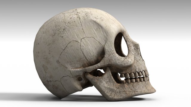 Skull Model 3D .c4d .max .obj .3ds .fbx .stl .blend 