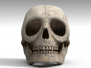 Skull Model 3D
