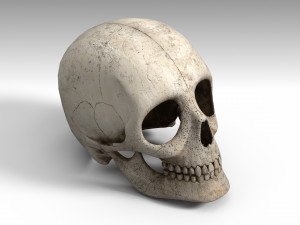 Skull Model 3D