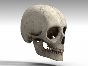 Skull Model 3D