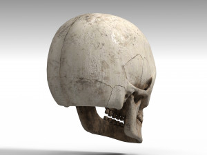 Skull Model 3D