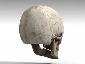 Skull 3D Model