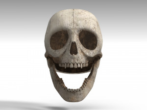Skull Model 3D