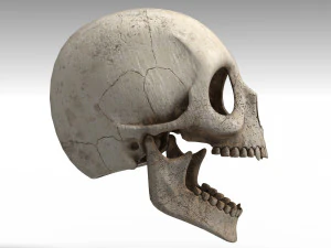 Skull 3D Model