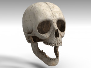Skull Model 3D