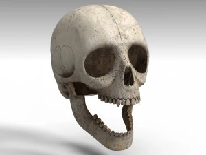 Skull 3D Model