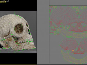 Skull Model 3D