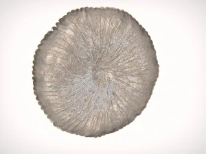 Coral Pearl Earring STL 3D Print Model